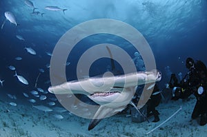 Great Hammerhead Swimming among Scuba Divers in Bahamas