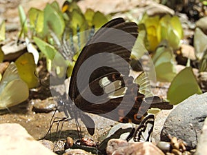 Great Helen Butterfly On the floor