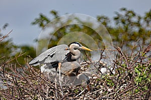 A great heron building a nest in the swamp.