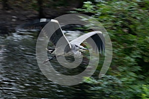 Great Heron in flight