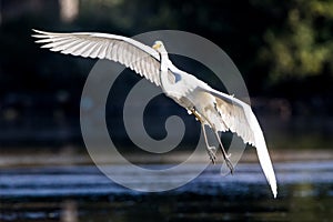 Great Heron in flight