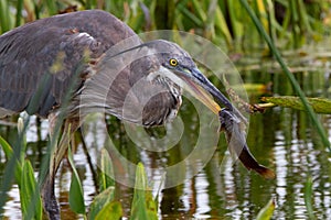 This Great Heron is having Catfish for breakfast