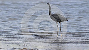 Great heron hunting