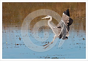 A great heron landing on the water photo