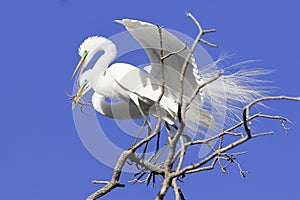 Great herons making nest photo