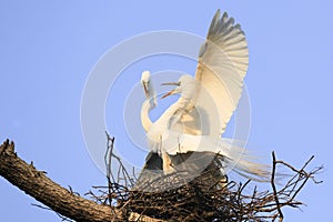 Great herons nesting in tree