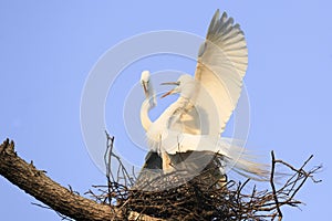 Great herons nesting in tree photo