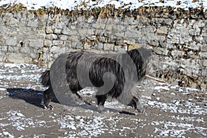 The Great Himalayan Dog.