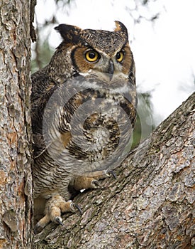 Great Honed Owl in Tree with Feathers Fluffed Out