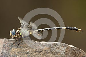 Great Hooktail, Paragomphus magnus