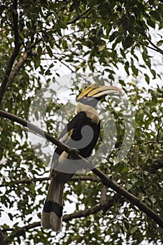 Great Horn bill bird