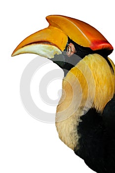 Great Hornbill