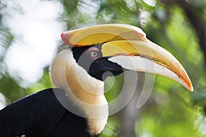 Great Hornbill.