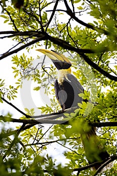 Great Hornbill