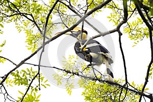 Great Hornbill