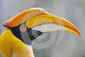 Great Hornbill