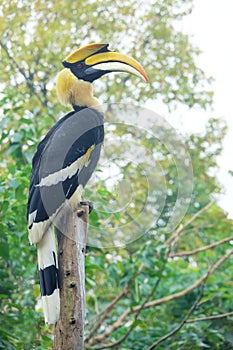 Great Hornbill