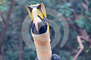 Great Hornbill