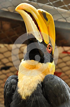 Great Hornbill