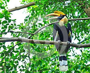 Great hornbill