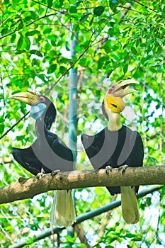 Great hornbill