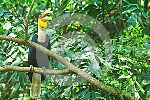 Great hornbill