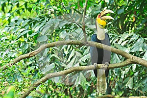 Great hornbill