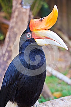 Great hornbill