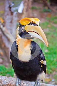 Great hornbill