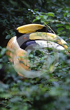 Great hornbill