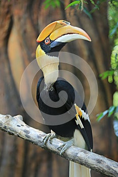 Great hornbill