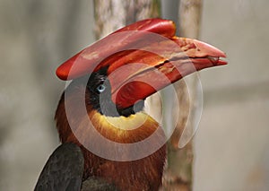 Great hornbill