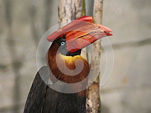 Great hornbill