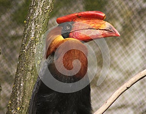 Great hornbill