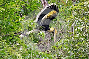 Great Hornbill