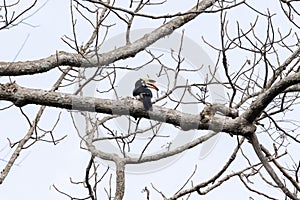 The great hornbill also known as the great Indian hornbill