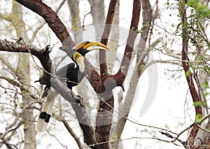 The great hornbill also known as the great Indian hornbill or great pied hornbill