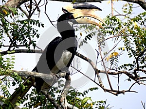 The great hornbill also known as the great pied hornbill, is one of the larger members of the hornbill family