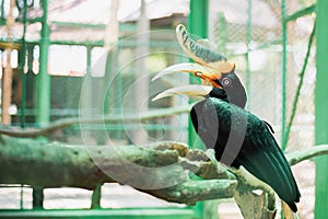 Great Hornbill .Animal, Bird in zoo