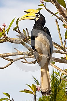 Great Hornbill Bird