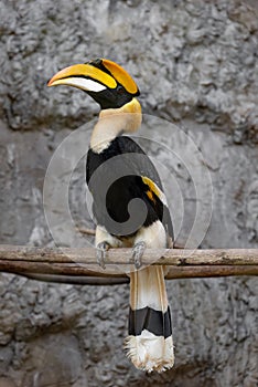 Great hornbill bird bright yellow and black casque