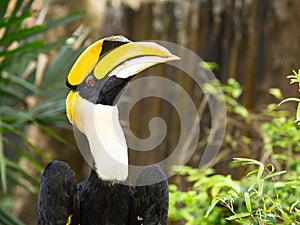 Great Hornbill bird