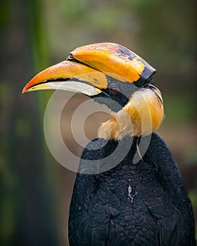 Great hornbill Bird Buceros bicornis photo