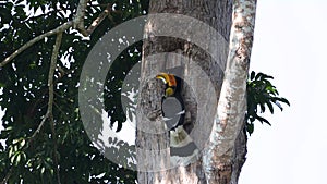 Great hornbill bird feed female on the tree nest.
