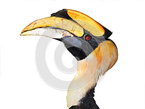 Great hornbill bird
