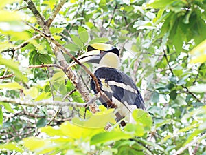 Great hornbill bird on tree