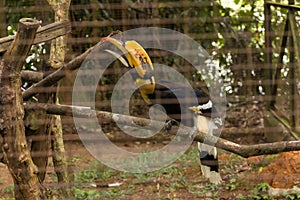 Great Hornbill bird in zoo at malaysia