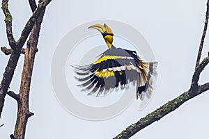 Great hornbill (Buceros bicornis)