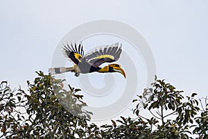 Great hornbill (Buceros bicornis)