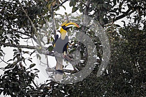 Great hornbill (Buceros bicornis)